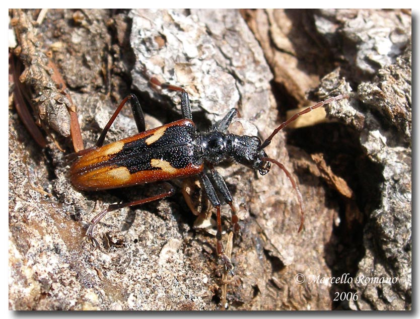 Insetti del Parco Adamello Brenta (TN): immagini e appunti